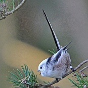 Long-tailed Tit  "Aegithalos caudatus"